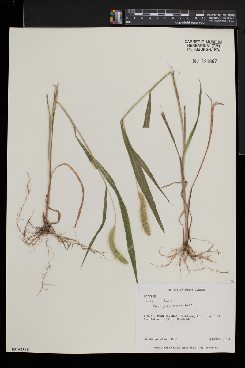 Lepidaploa stenophylla