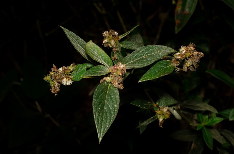 Lepidaploa subsquarrosa