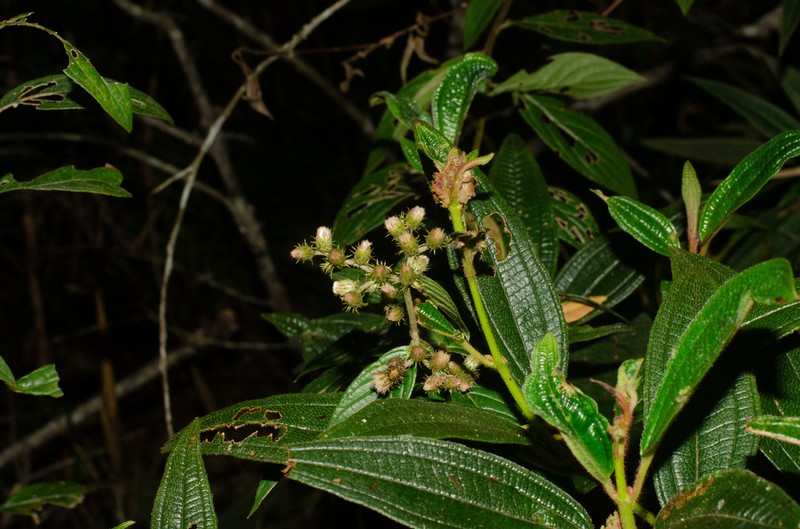 Lepidaploa subsquarrosa photo 2