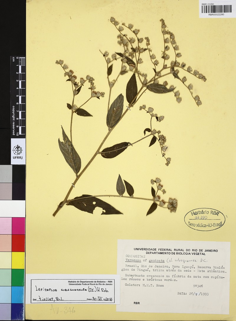 Lepidaploa subsquarrosa photo 3