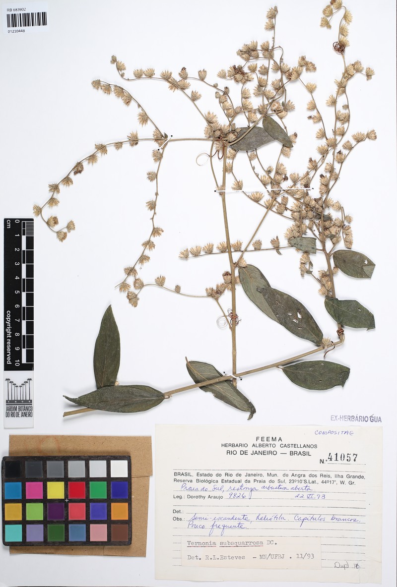 Lepidaploa subsquarrosa photo 4