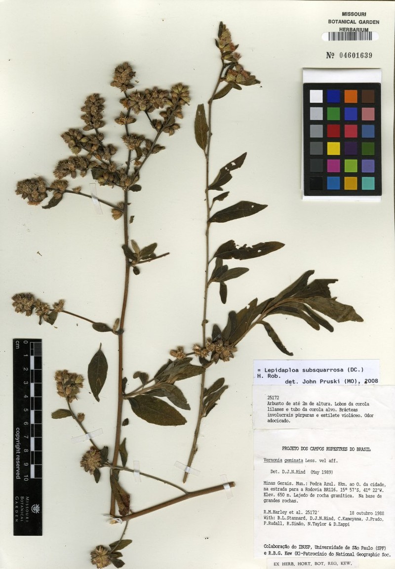Lepidaploa subsquarrosa photo 5
