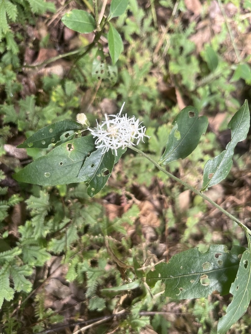 Lepidaploa tarijensis photo 3