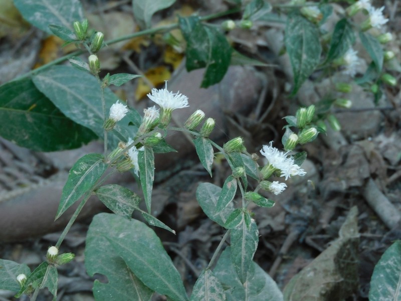 Lepidaploa tarijensis photo 5