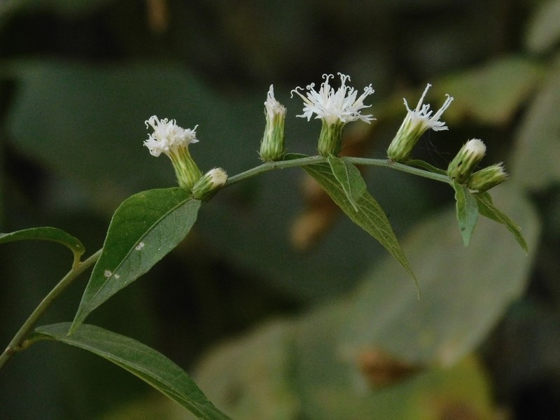 Lepidaploa tarijensis photo 6
