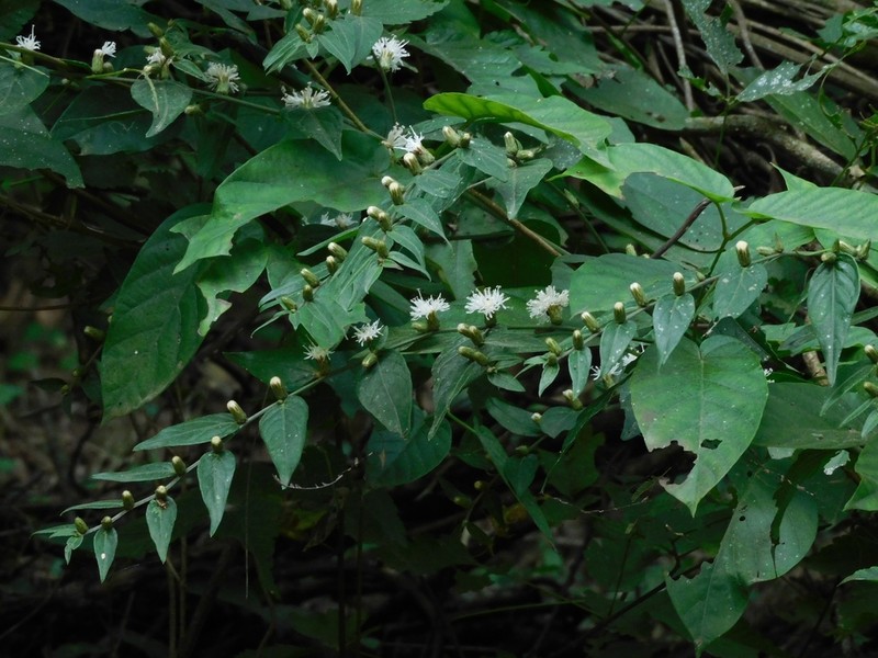 Lepidaploa tarijensis photo 7