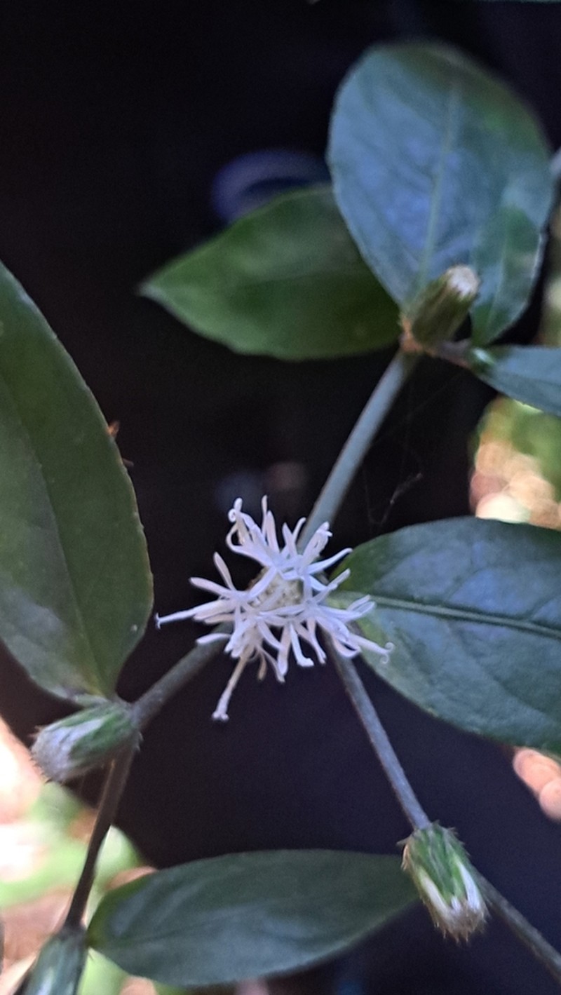 Lepidaploa tarijensis photo 8