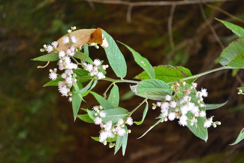 Lepidaploa tenella