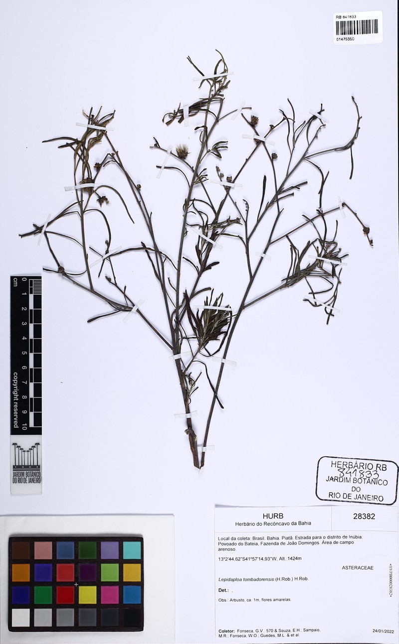 Lepidaploa tombadorensis