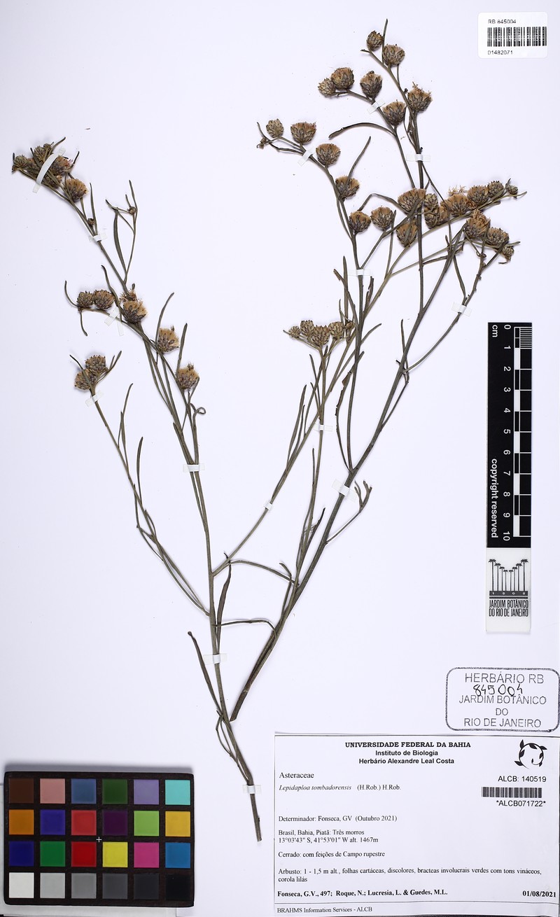 Lepidaploa tombadorensis photo 2