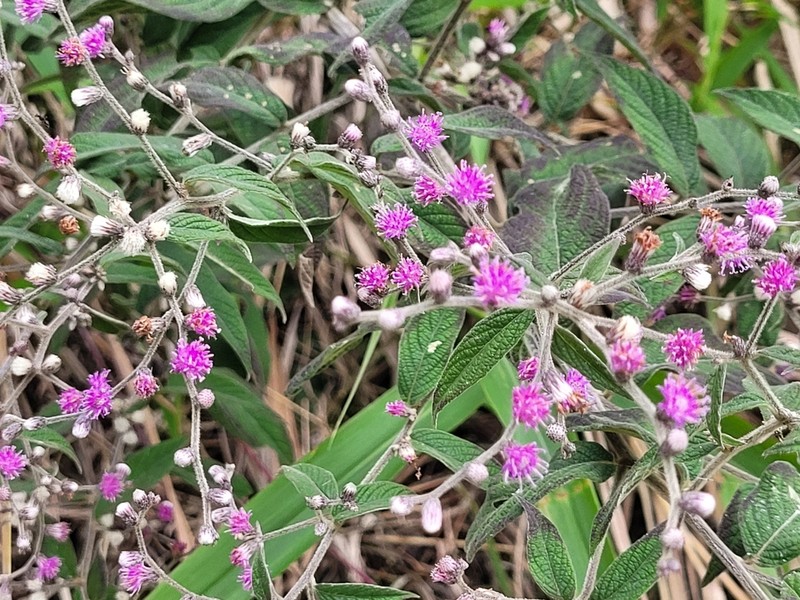 Lepidaploa trilectorum photo 3