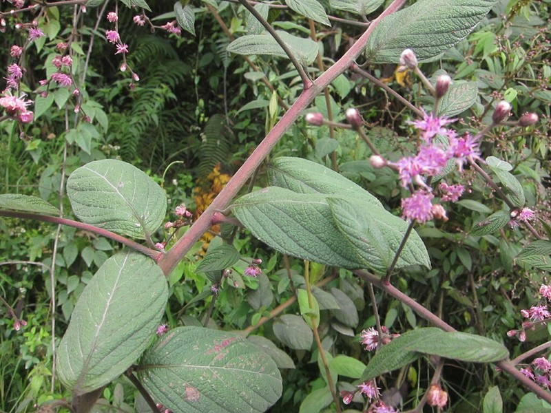 Lepidaploa trilectorum photo 5