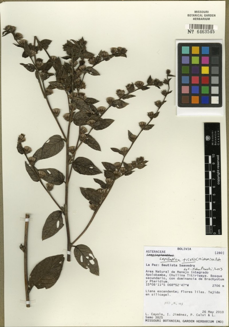 Lepidaploa tristis