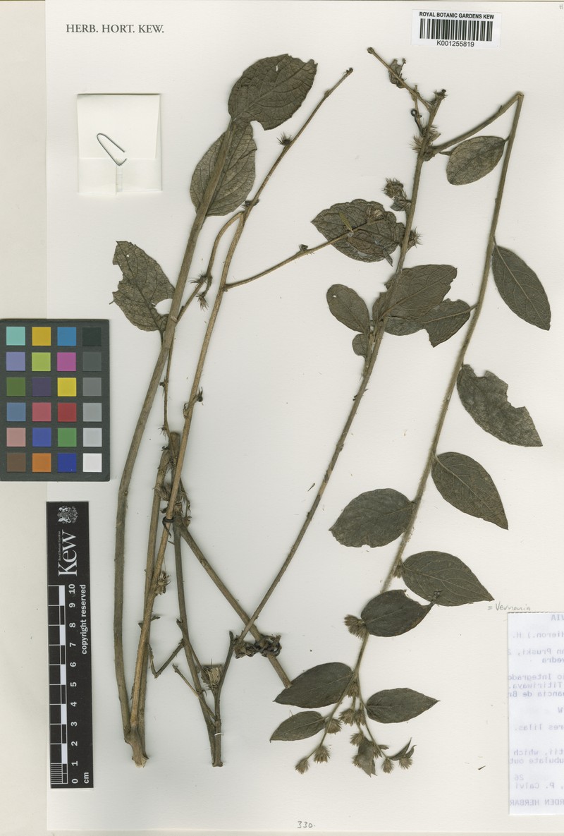 Lepidaploa tristis photo 2