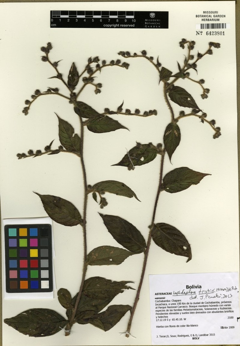 Lepidaploa tristis photo 3