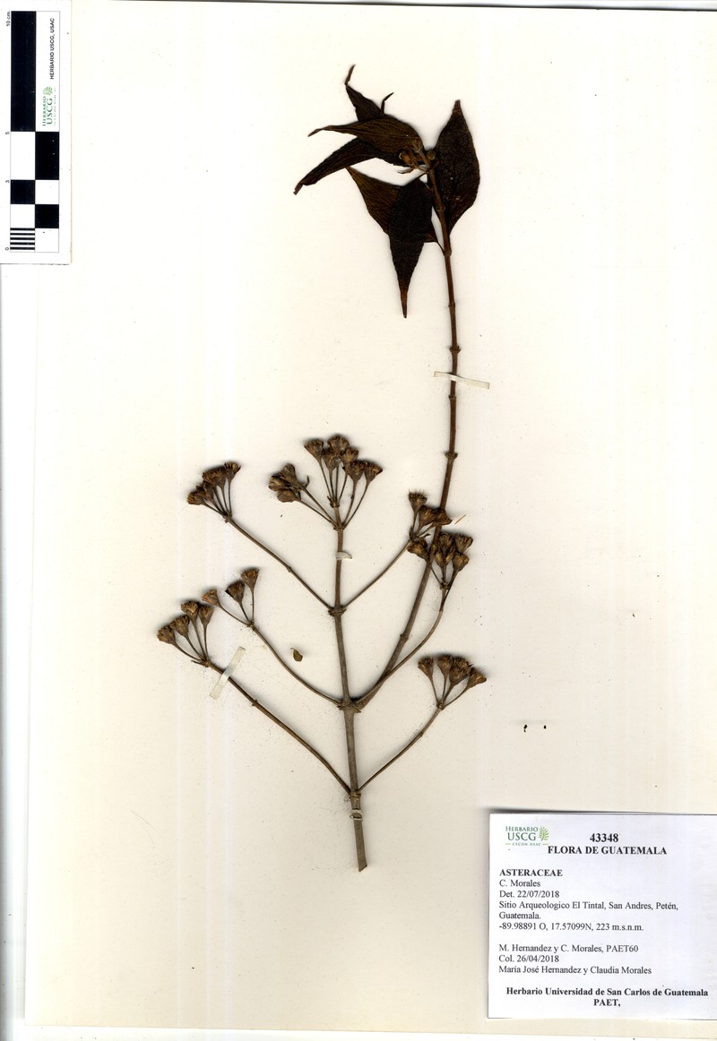 Lepidaploa uniflora photo 2