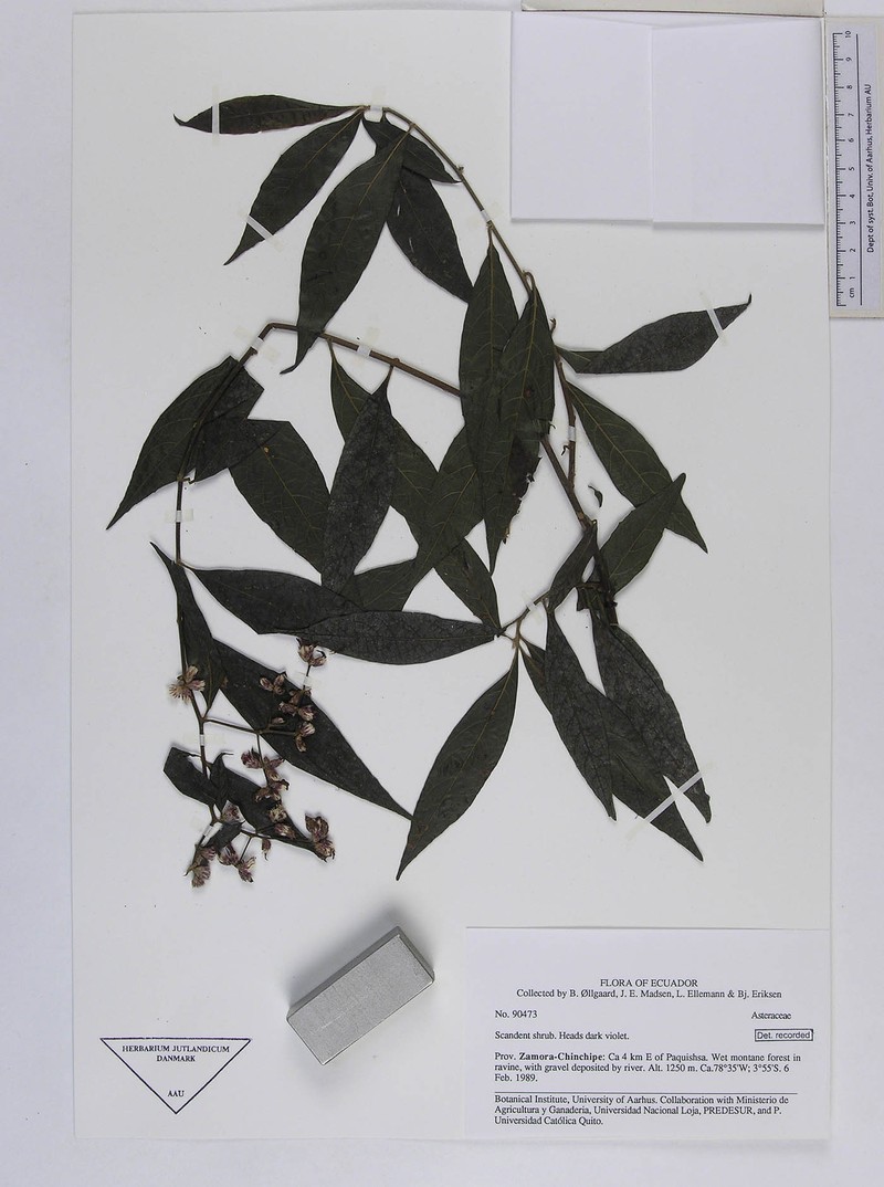 Lepidaploa violiceps