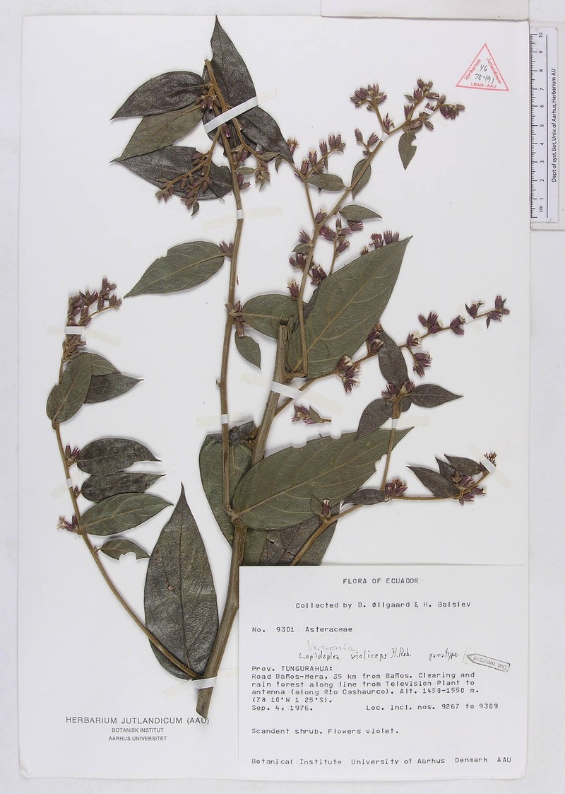 Lepidaploa violiceps photo 2