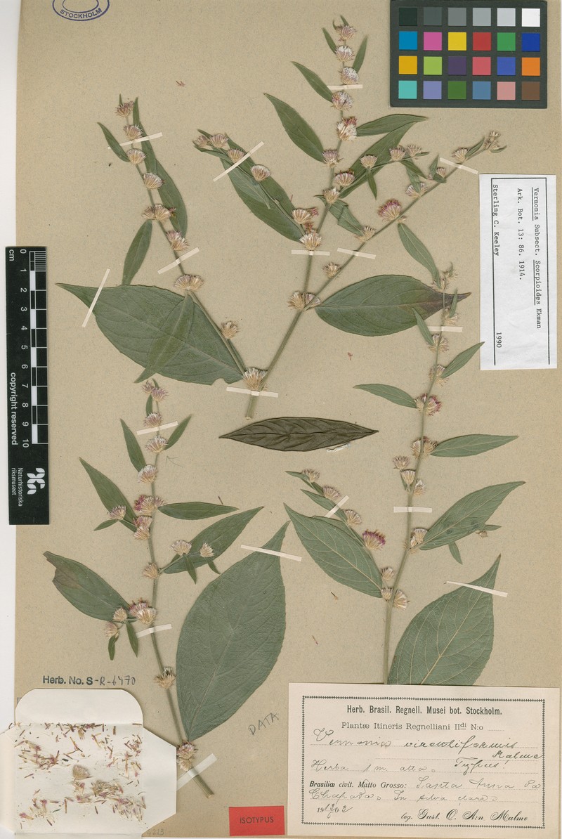Lepidaploa virentiformis