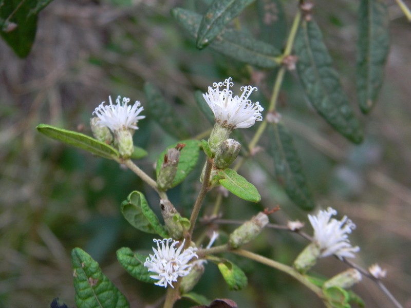 Lepidaploa wrightii
