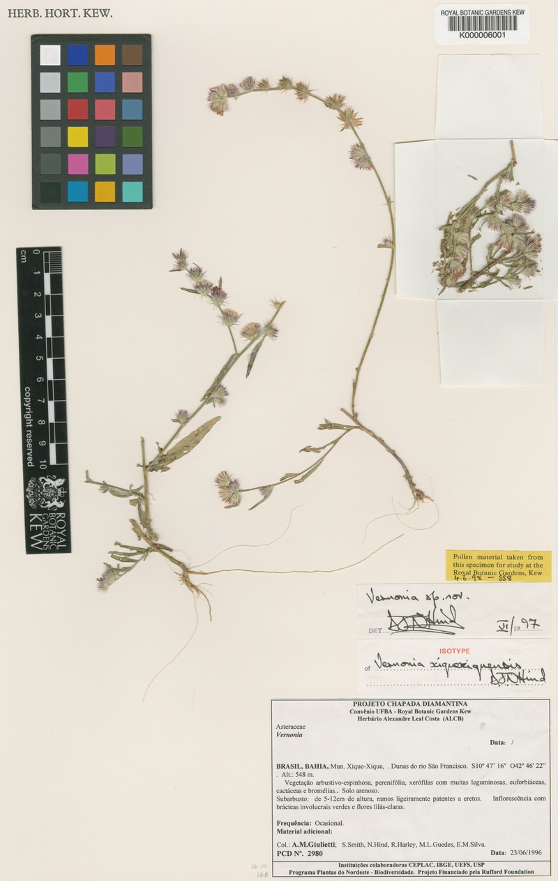 Lepidaploa xiquexiquensis