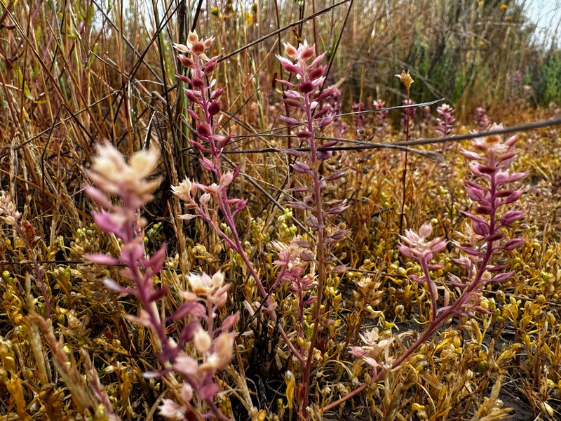 Lepidium acutidens