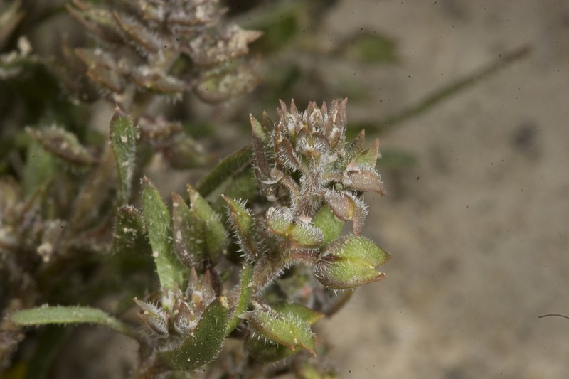 Lepidium acutidens photo 2