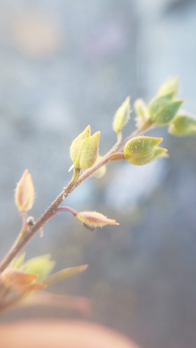 Lepidium acutidens photo 3