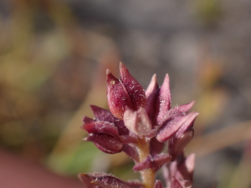 Lepidium acutidens photo 4