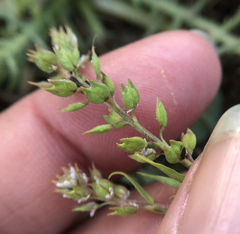 Lepidium acutidens photo 5