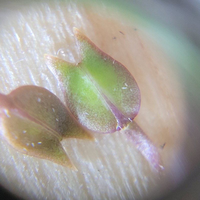 Lepidium acutidens photo 6