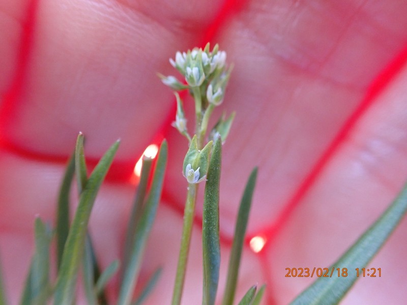 Lepidium acutidens photo 7