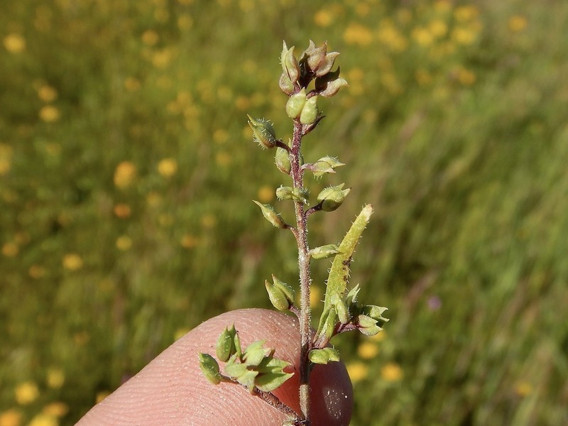 Lepidium acutidens photo 8