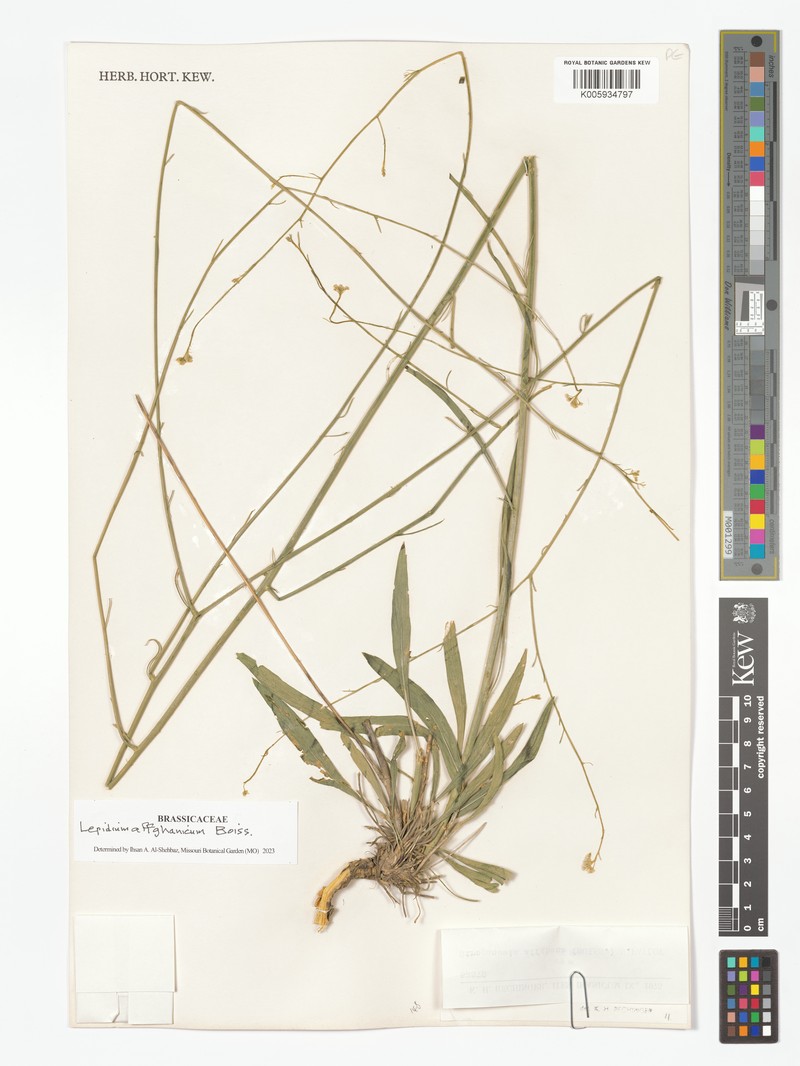 Lepidium afghanicum photo 2
