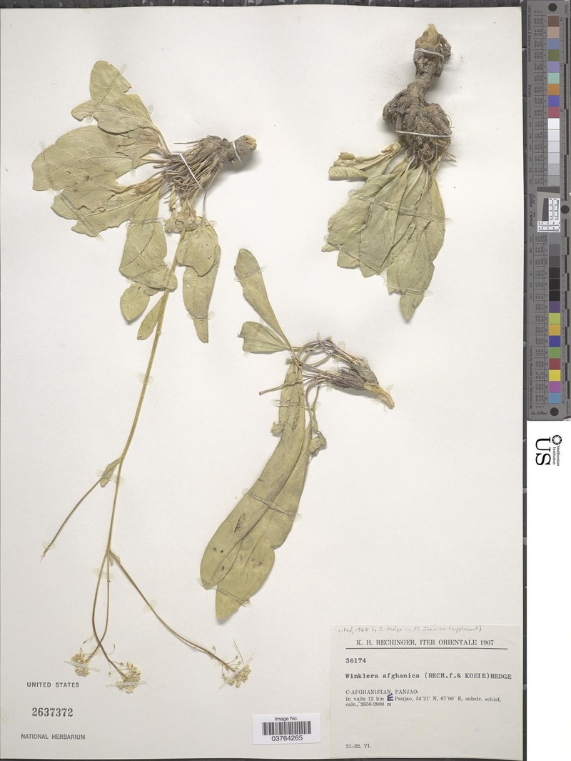 Lepidium afghanicum photo 3