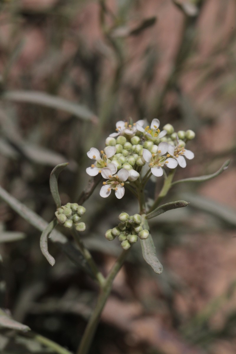 Mesa Pepperwort