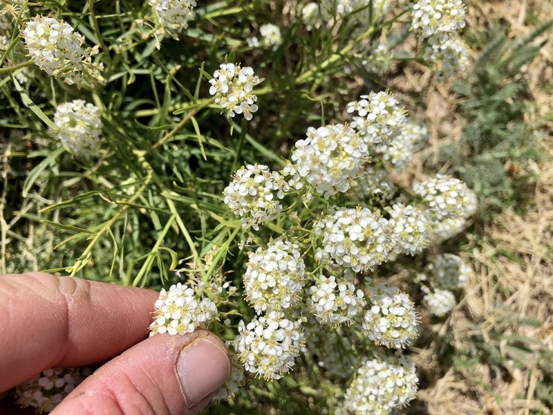 Mesa Pepperwort