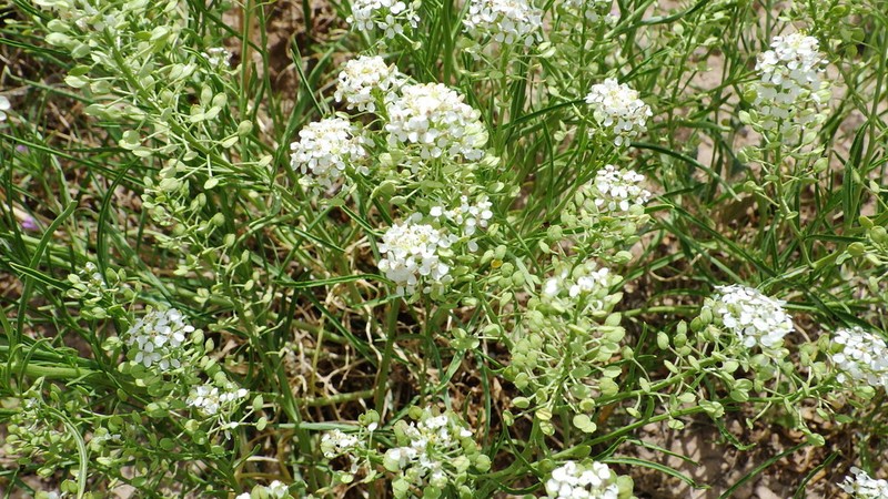 Mesa Pepperwort photo 2