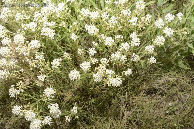 Mesa Pepperwort photo 3
