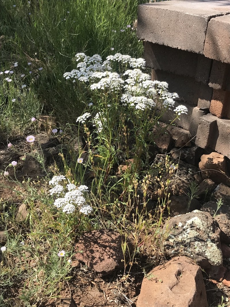 Mesa Pepperwort photo 4