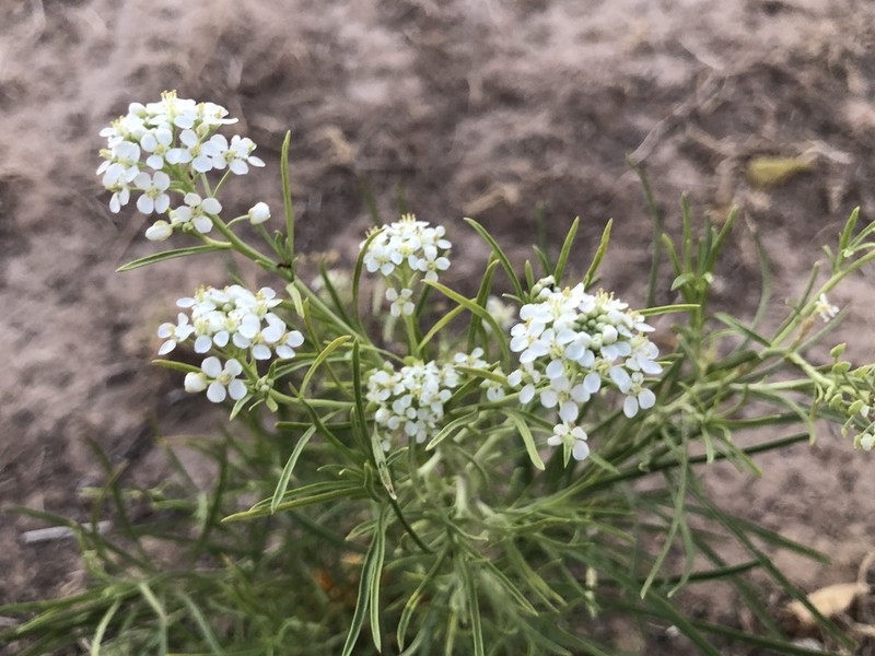 Mesa Pepperwort photo 5