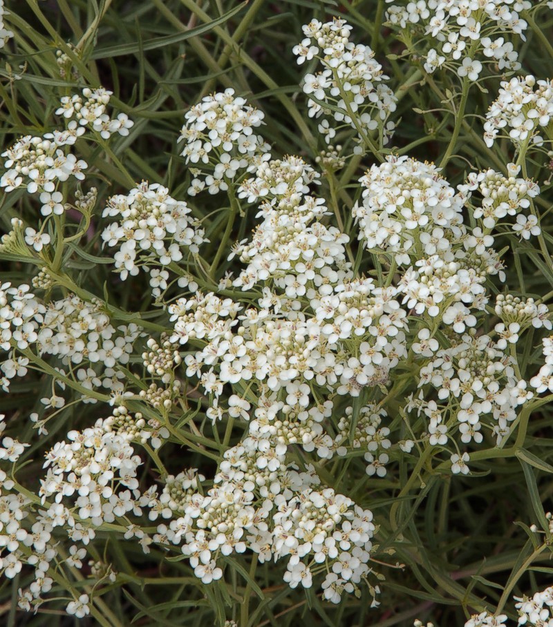 Mesa Pepperwort photo 6