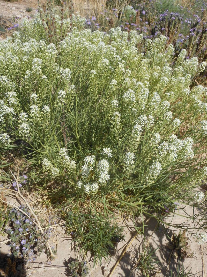 Mesa Pepperwort photo 7