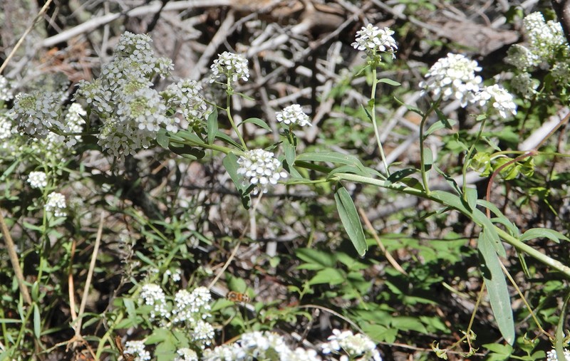 Mesa Pepperwort photo 8
