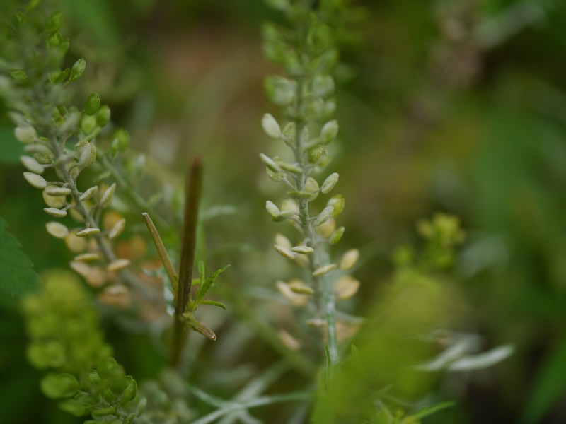 Pepperweed photo 4