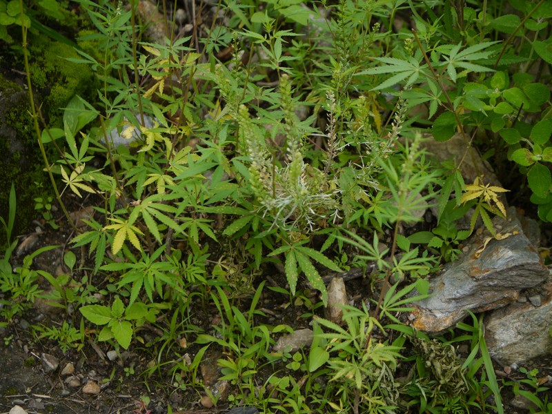 Pepperweed photo 5
