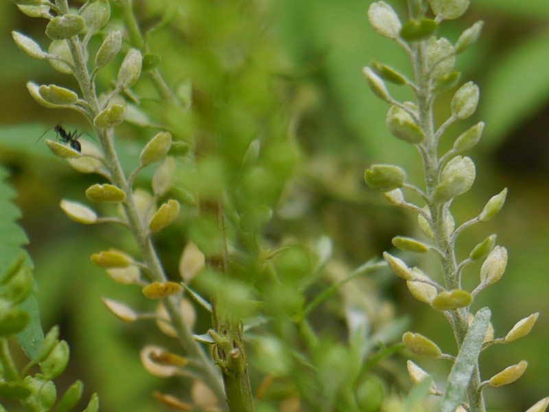 Pepperweed photo 6