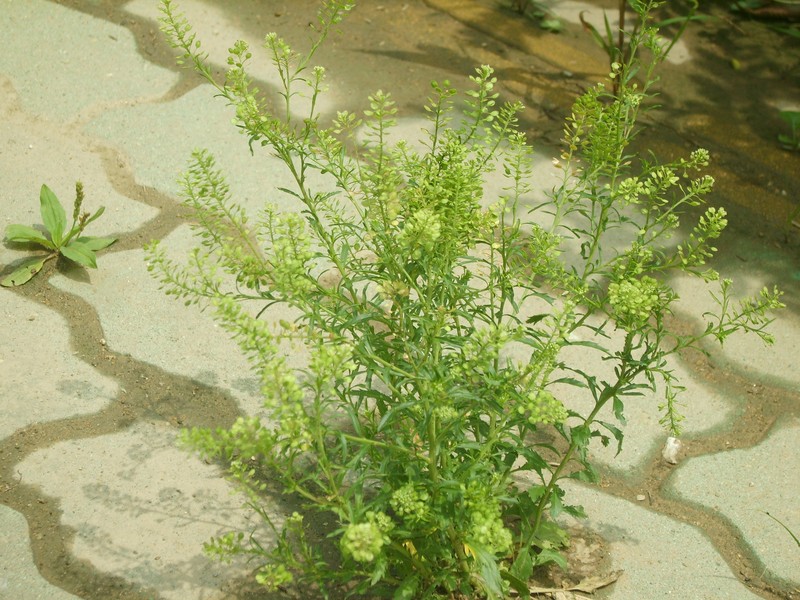 Pepperweed photo 2