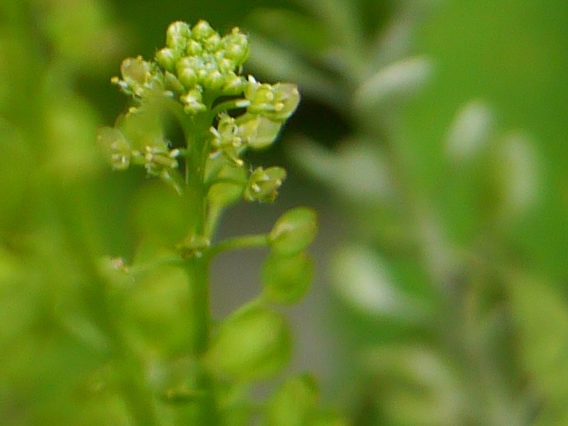 Pepperweed photo 3