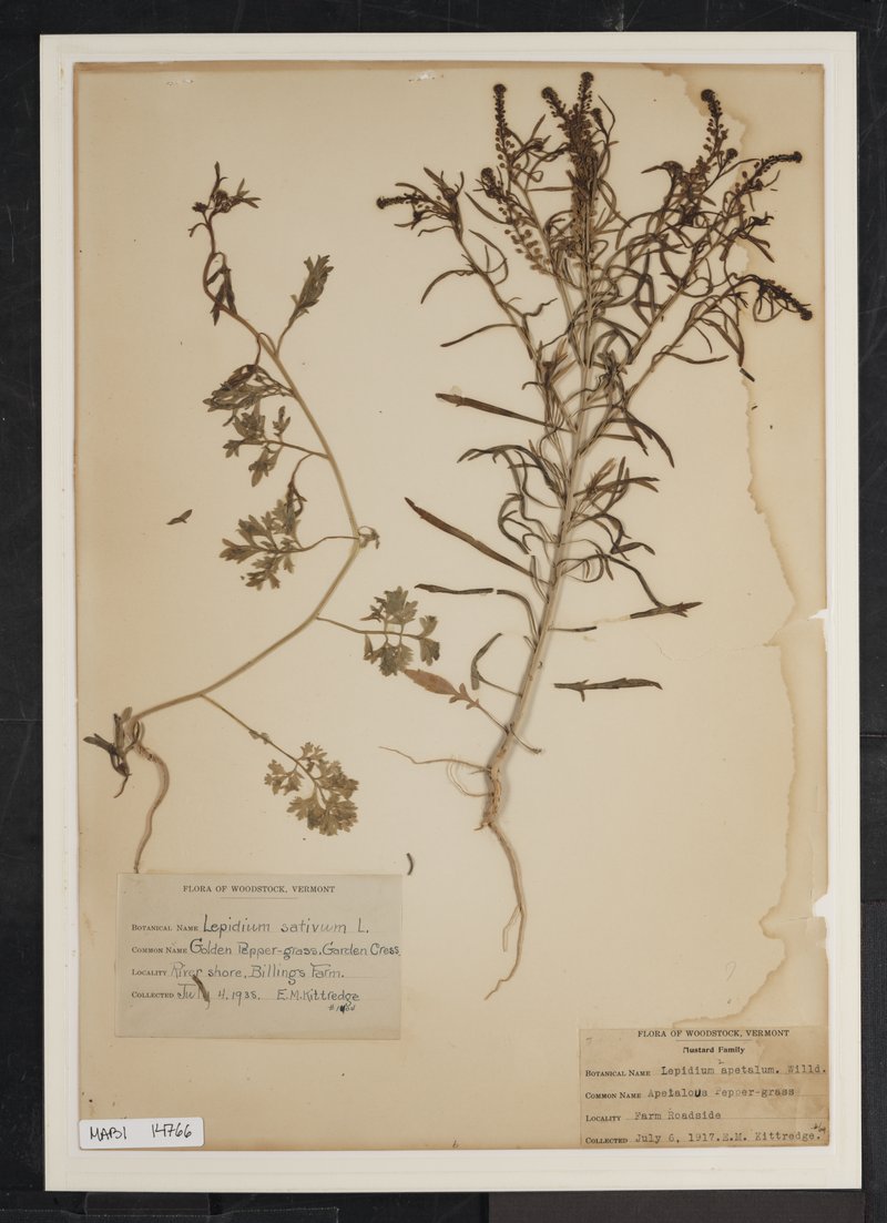 Pepperweed photo 7